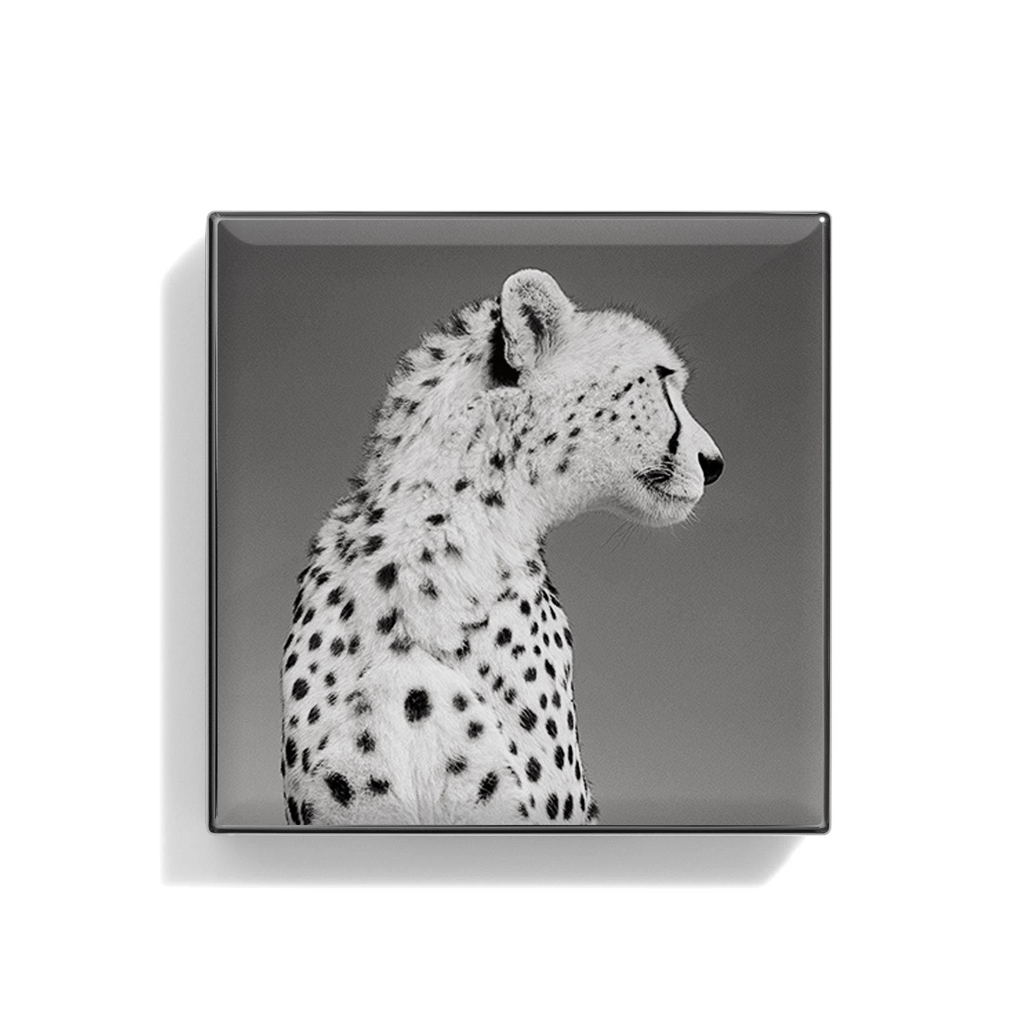 Zebra Luminescent Eye Shade U740